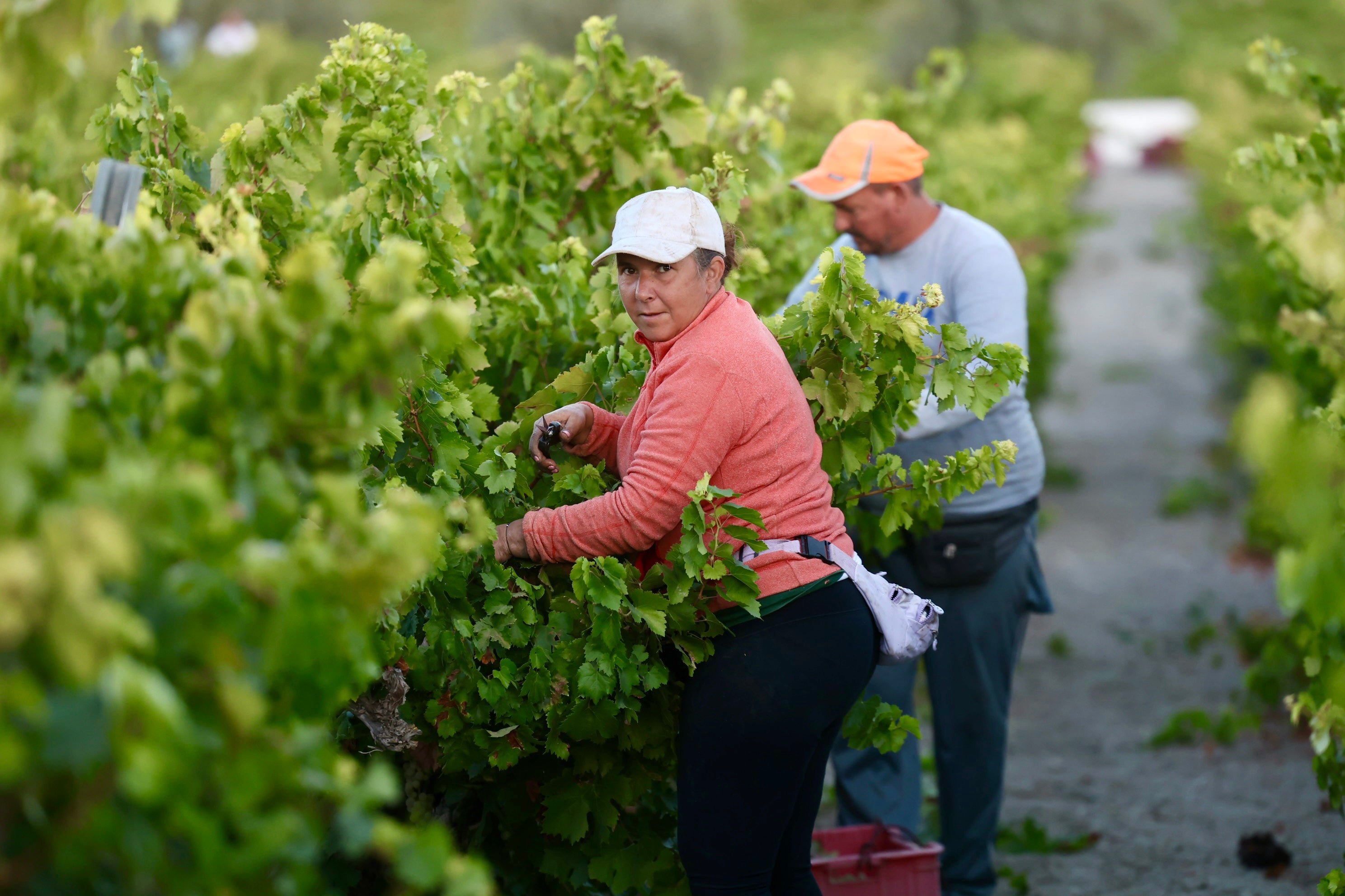 Fotos: El corazón del Marco de Jerez late otra vez con la vendimia