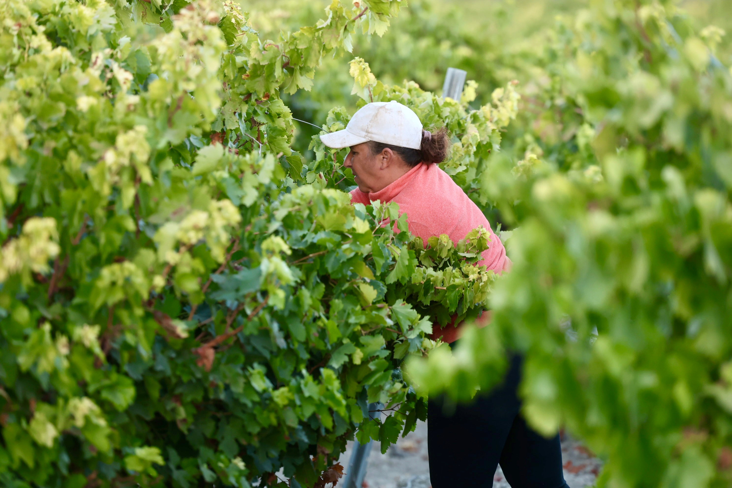 Fotos: El corazón del Marco de Jerez late otra vez con la vendimia