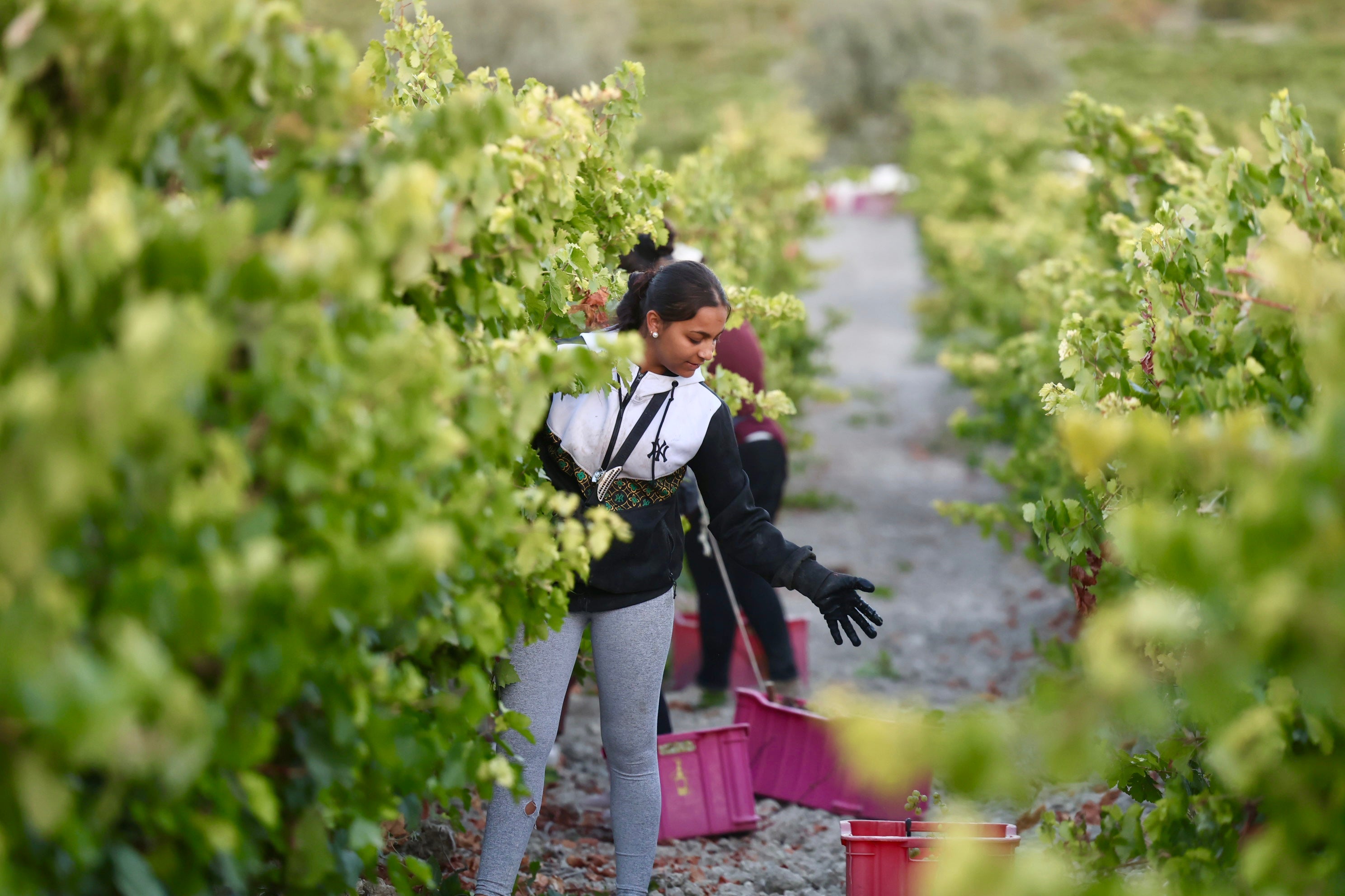 Fotos: El corazón del Marco de Jerez late otra vez con la vendimia