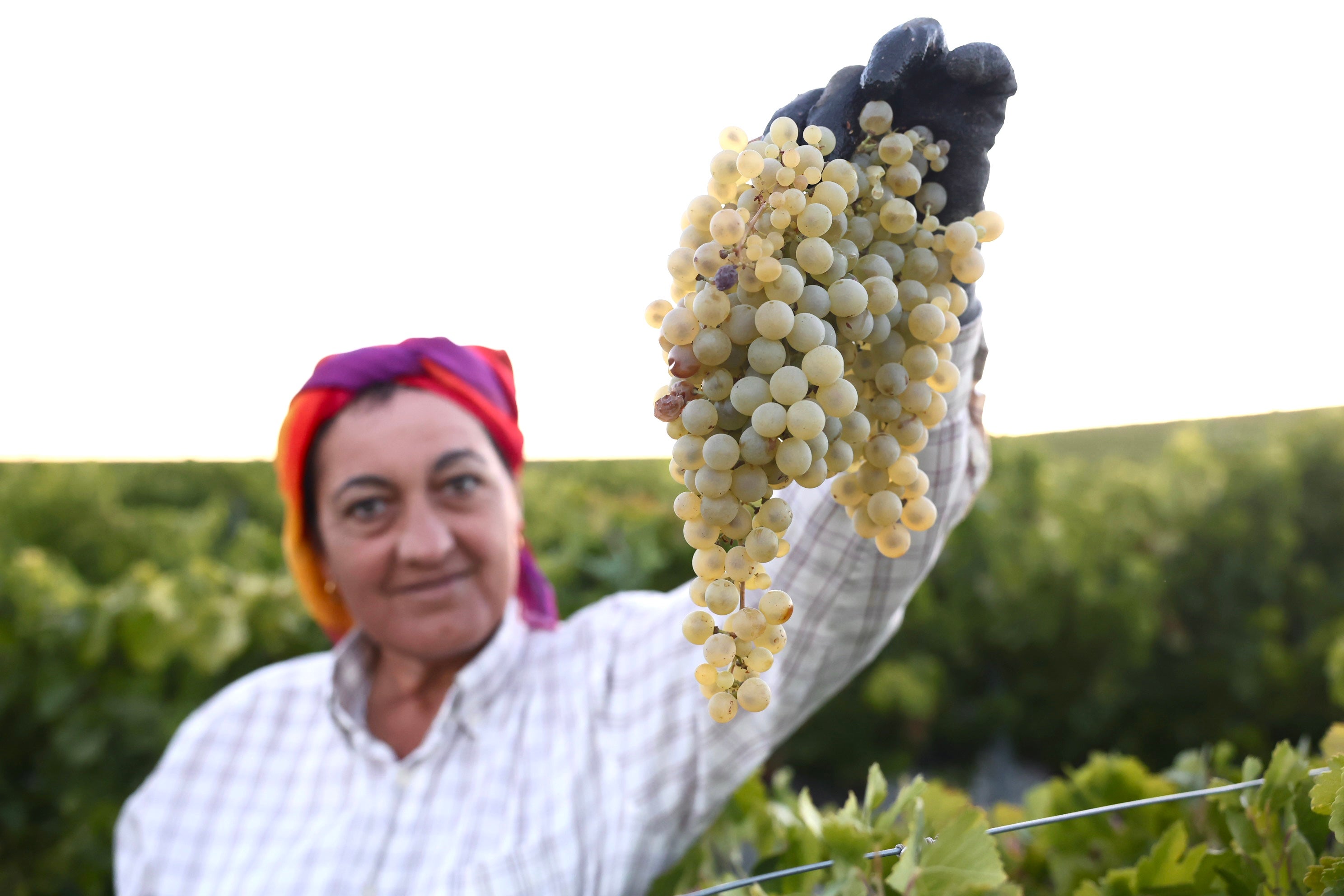 Fotos: El corazón del Marco de Jerez late otra vez con la vendimia