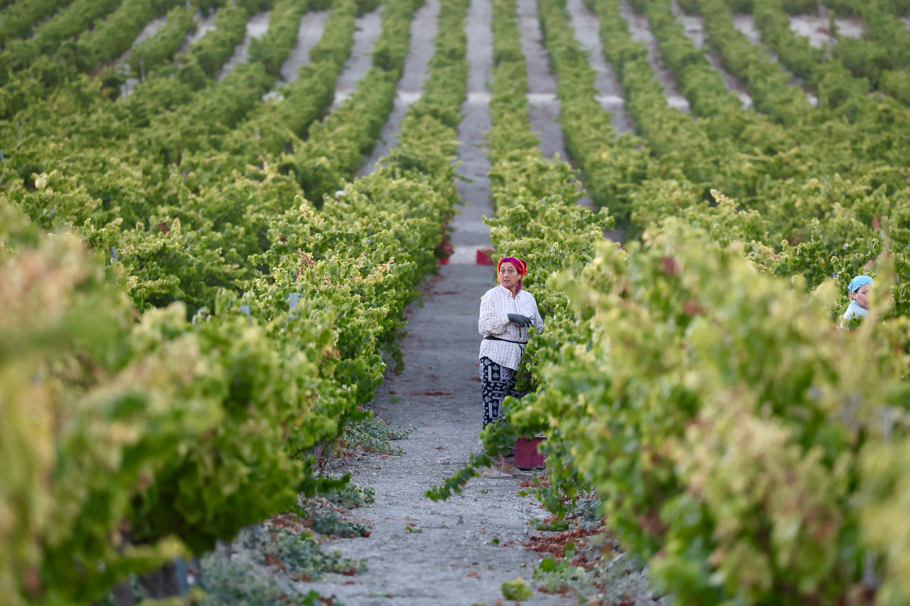 Fotos: El corazón del Marco de Jerez late otra vez con la vendimia
