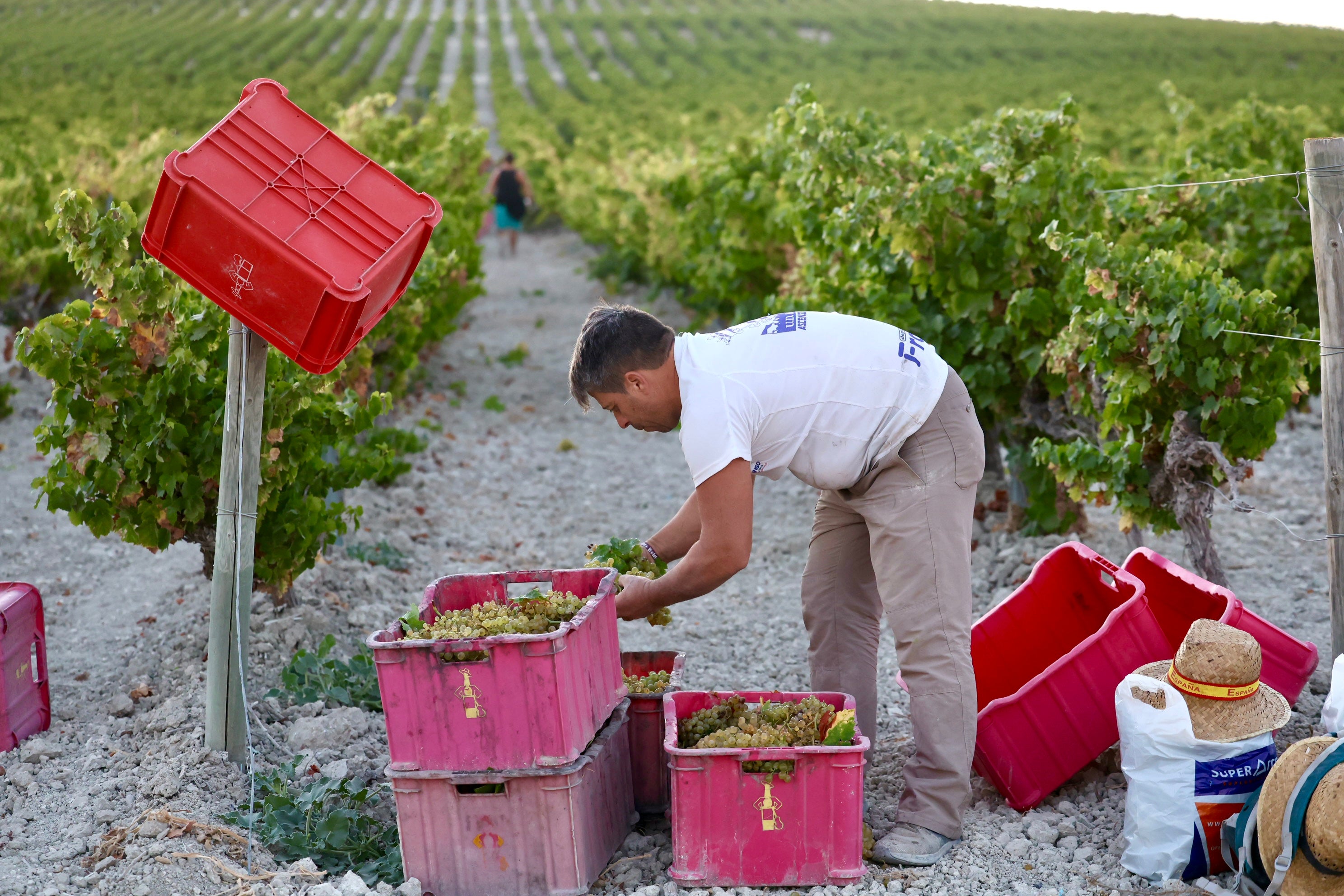 Fotos: El corazón del Marco de Jerez late otra vez con la vendimia