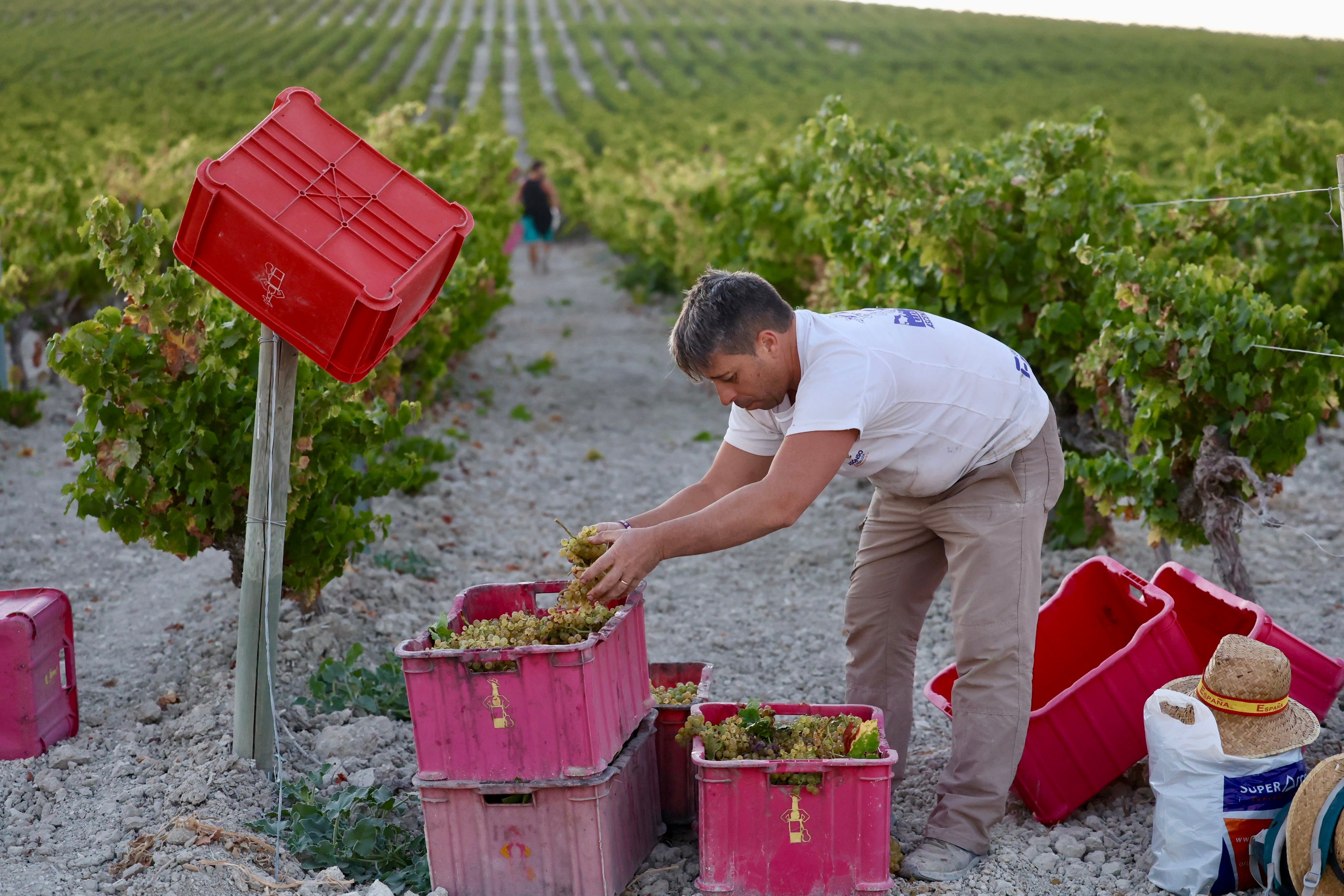 Fotos: El corazón del Marco de Jerez late otra vez con la vendimia