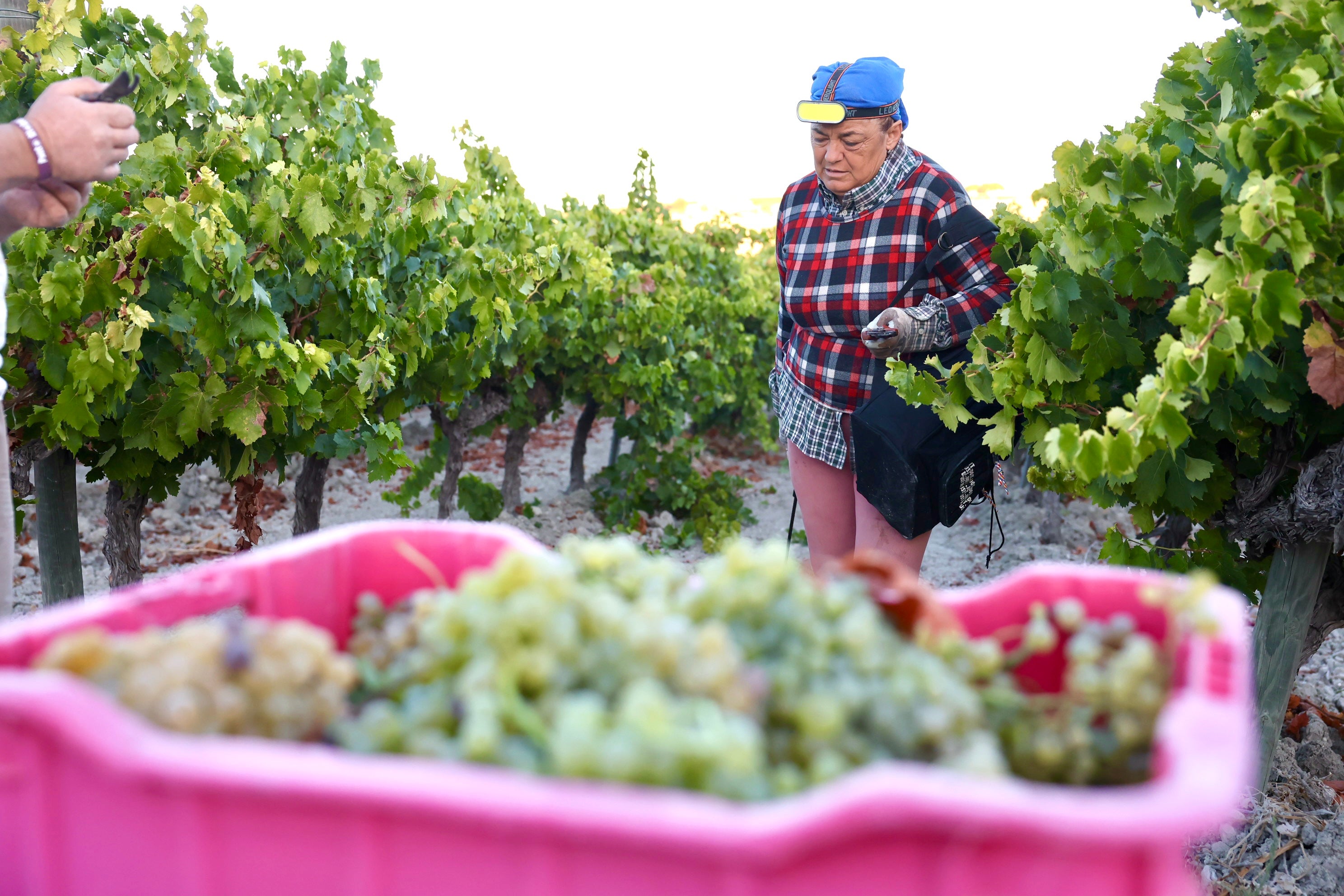 Fotos: El corazón del Marco de Jerez late otra vez con la vendimia