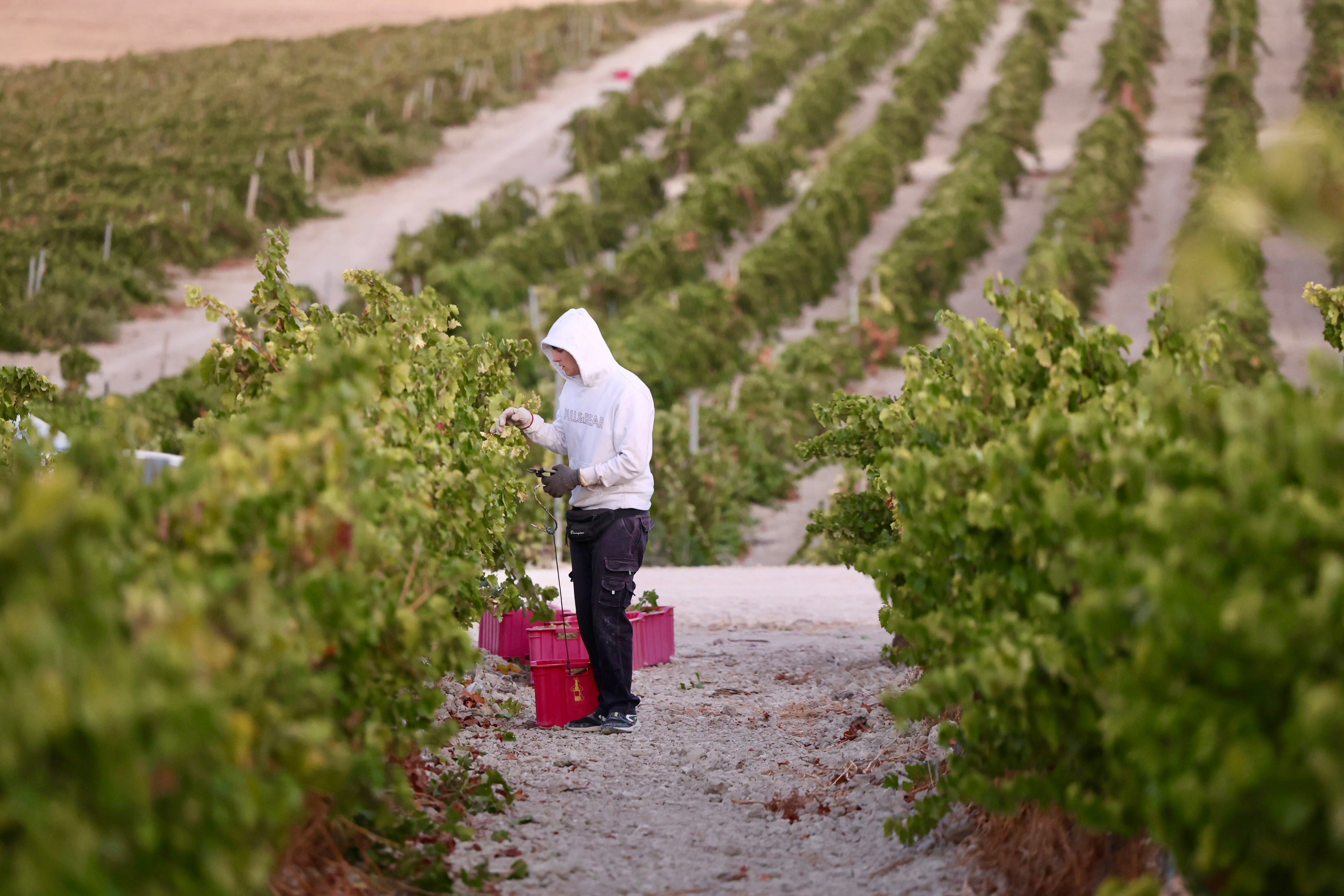 Fotos: El corazón del Marco de Jerez late otra vez con la vendimia