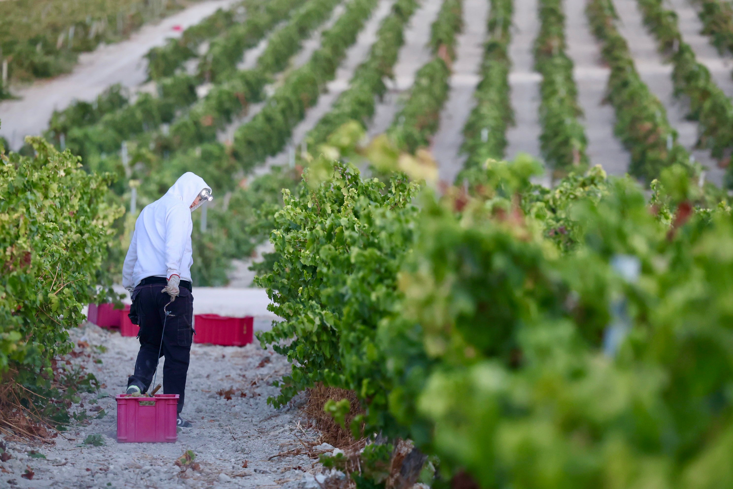 Fotos: El corazón del Marco de Jerez late otra vez con la vendimia