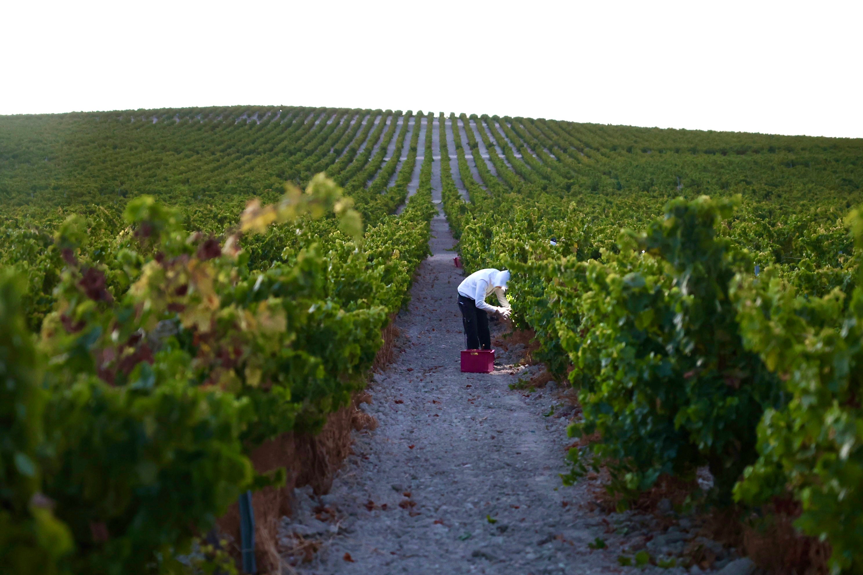 Fotos: El corazón del Marco de Jerez late otra vez con la vendimia
