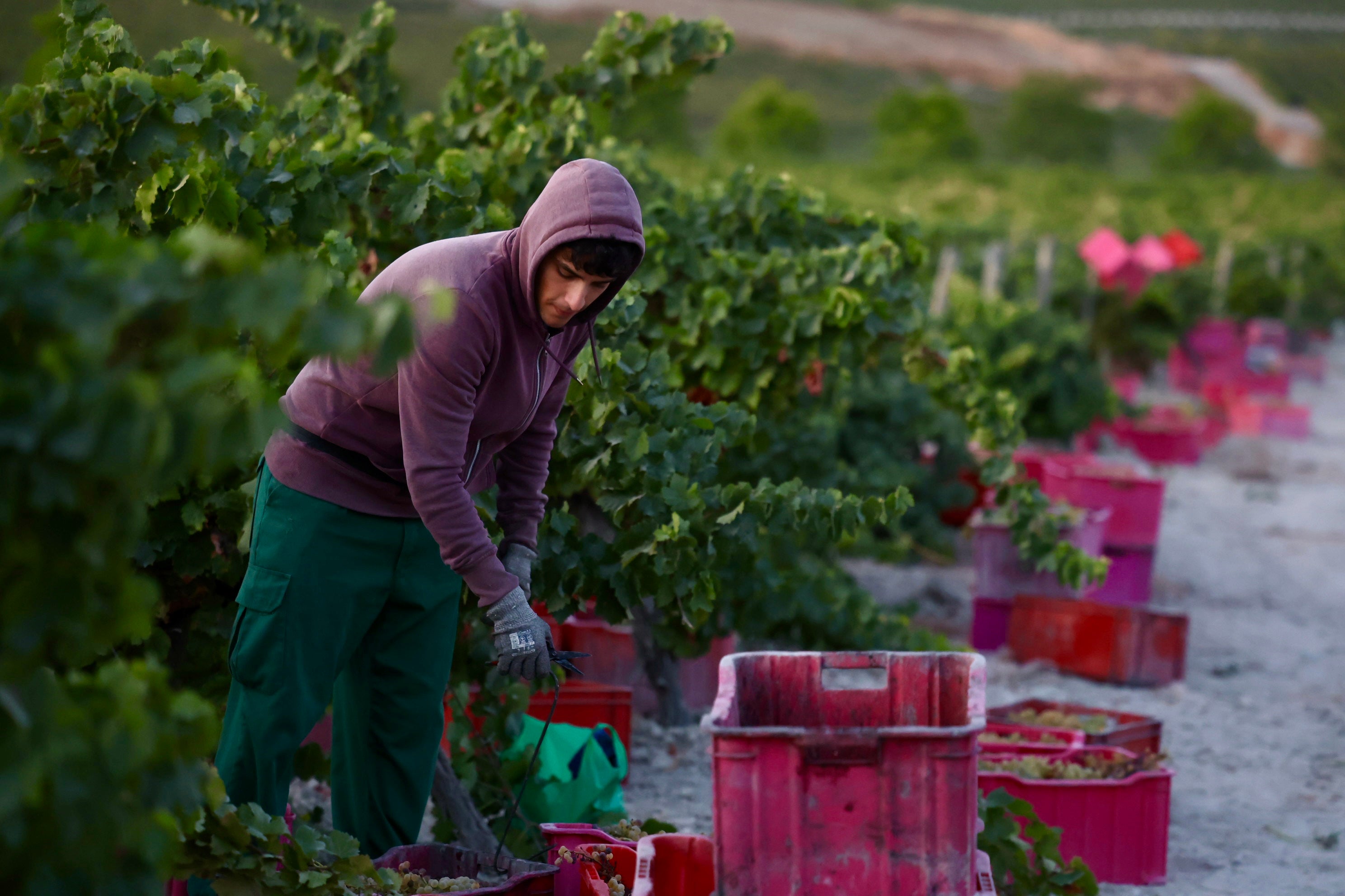 Fotos: El corazón del Marco de Jerez late otra vez con la vendimia