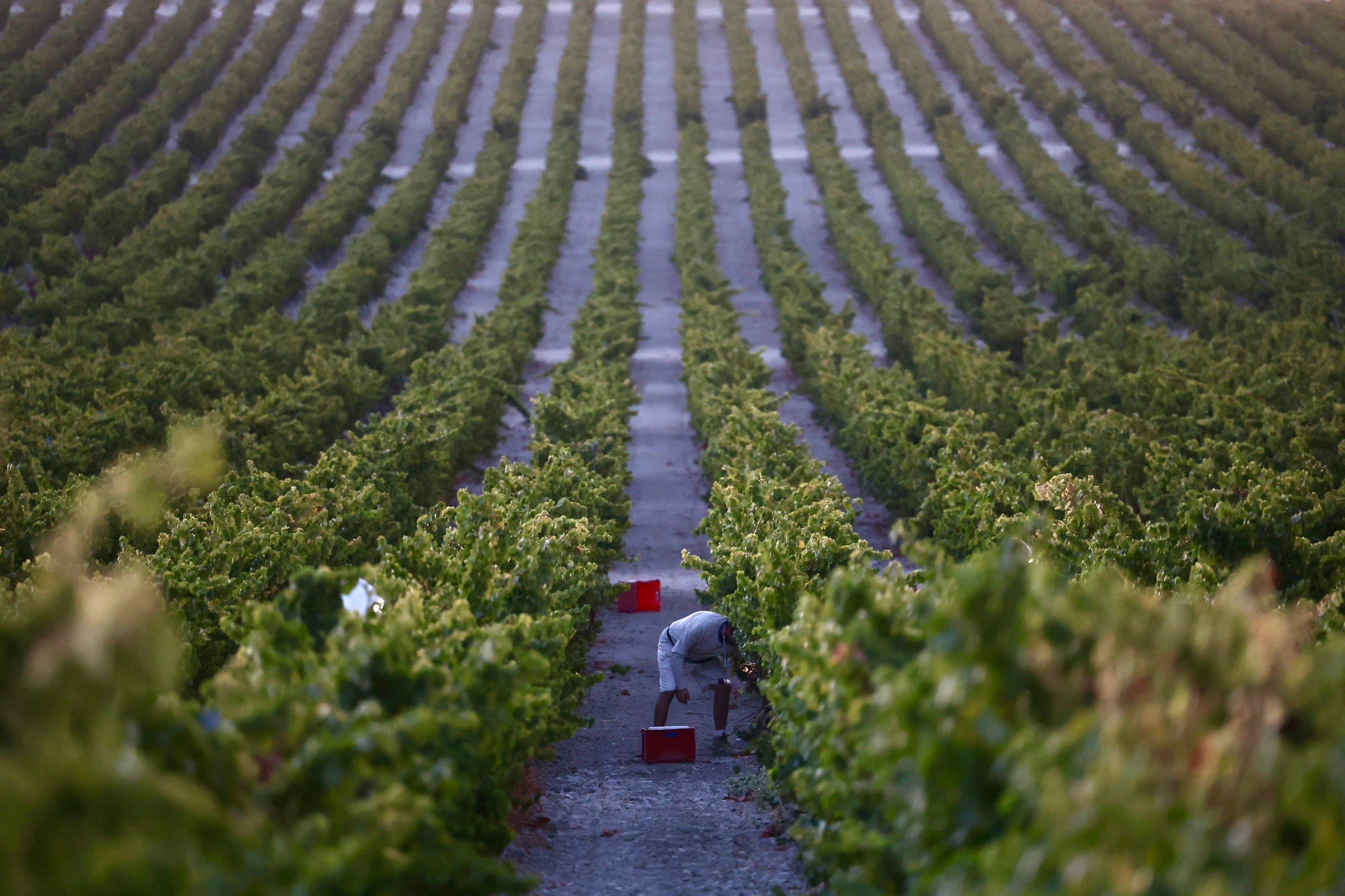 Fotos: El corazón del Marco de Jerez late otra vez con la vendimia