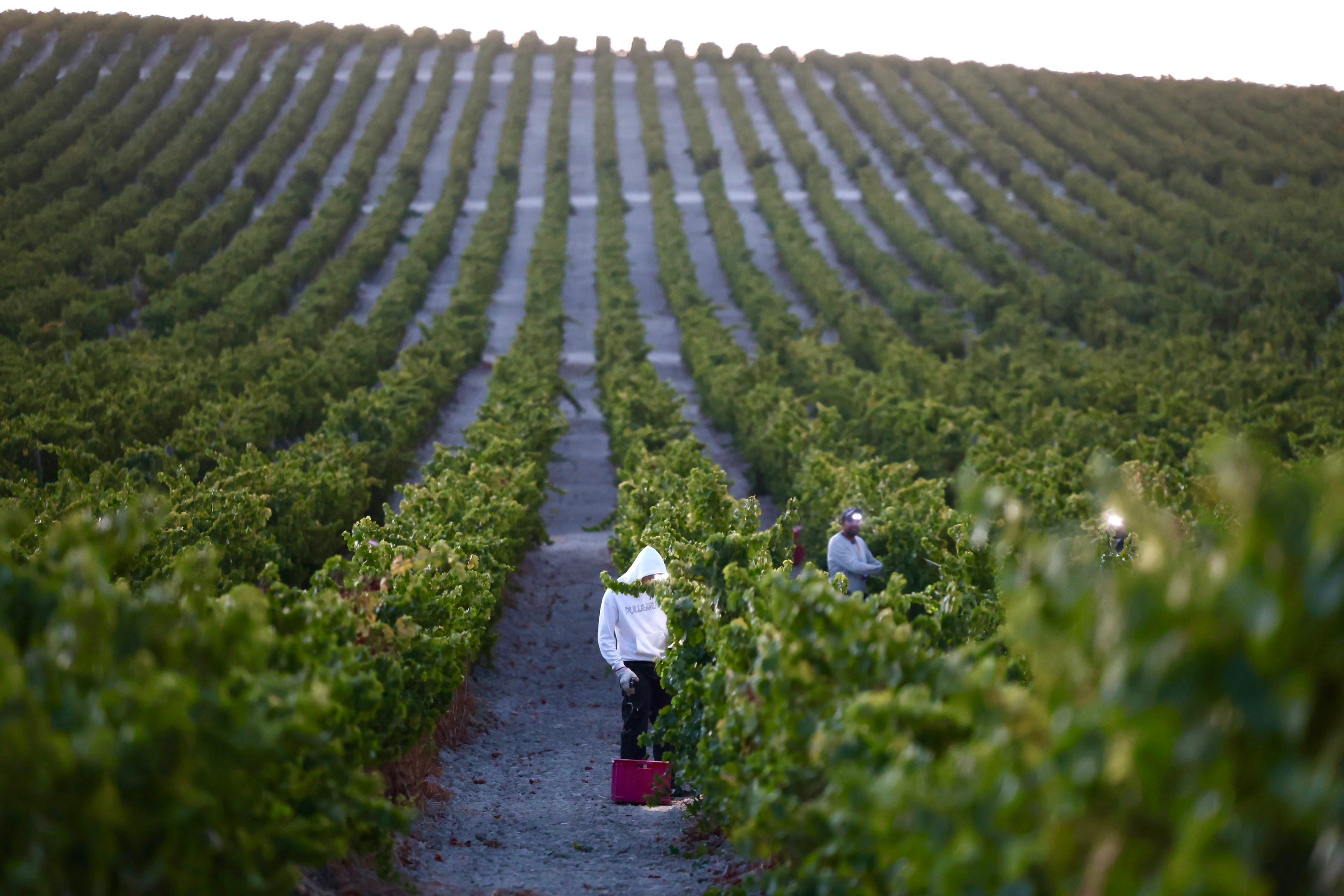 Fotos: El corazón del Marco de Jerez late otra vez con la vendimia