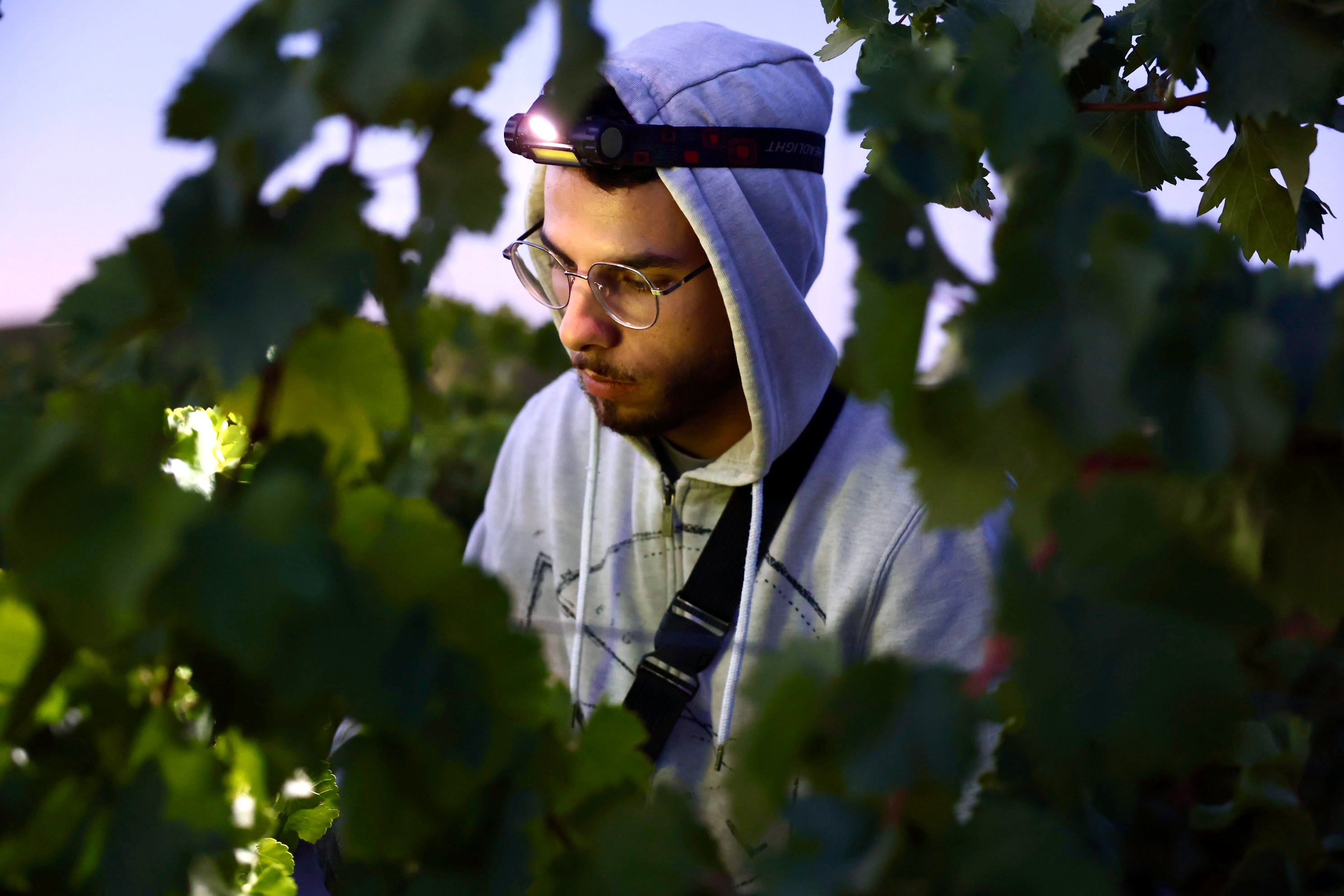Fotos: El corazón del Marco de Jerez late otra vez con la vendimia