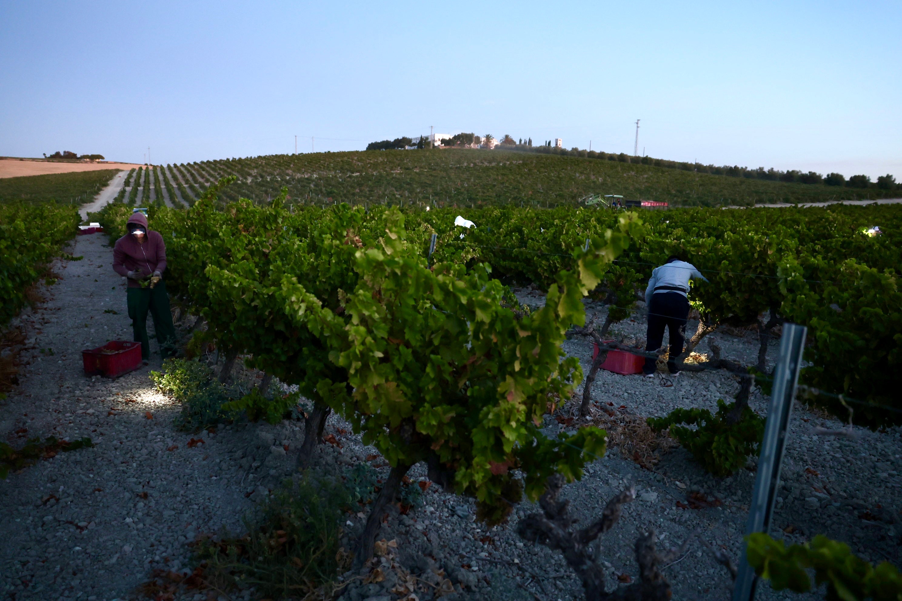 Fotos: El corazón del Marco de Jerez late otra vez con la vendimia