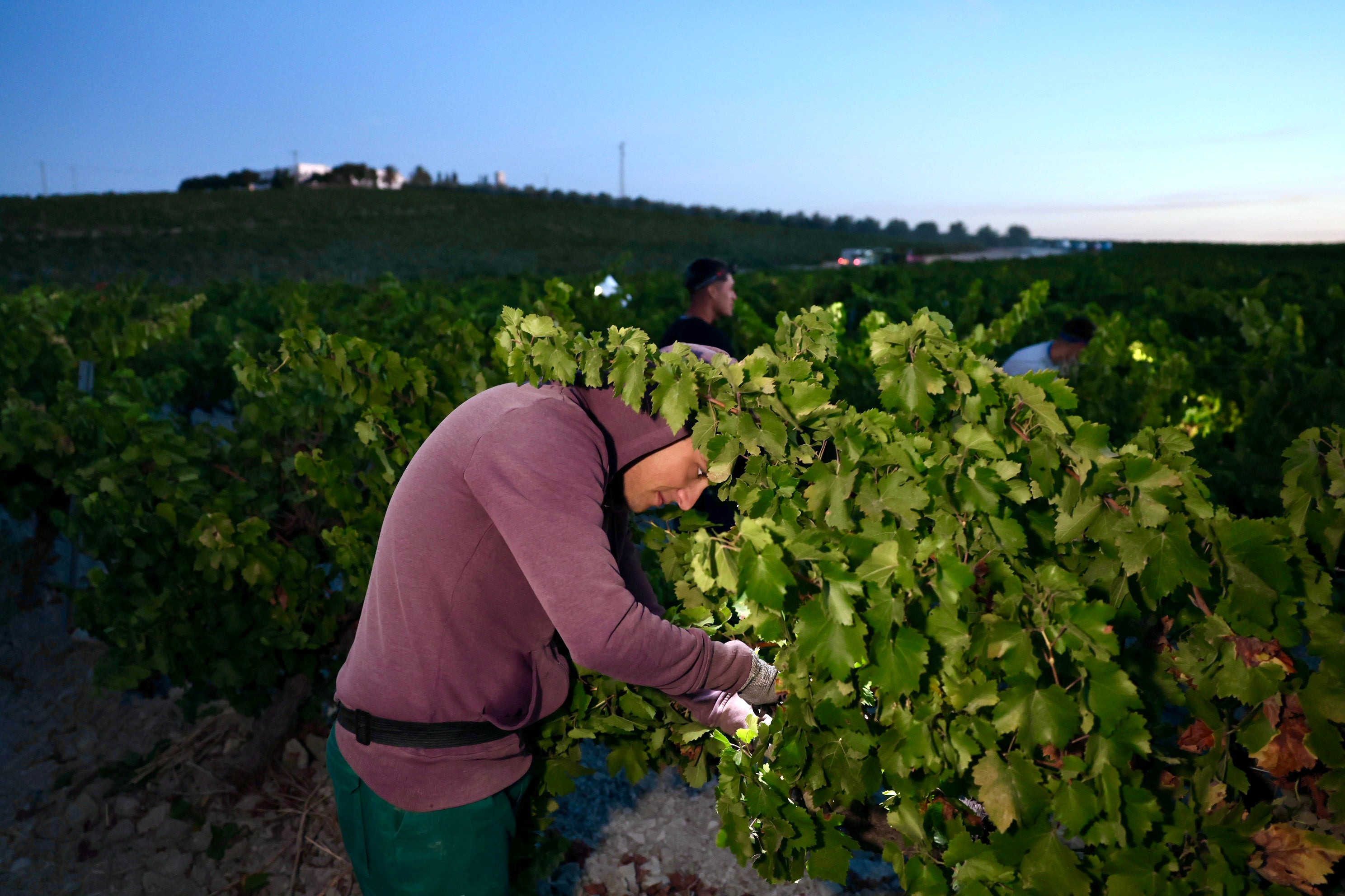 Fotos: El corazón del Marco de Jerez late otra vez con la vendimia