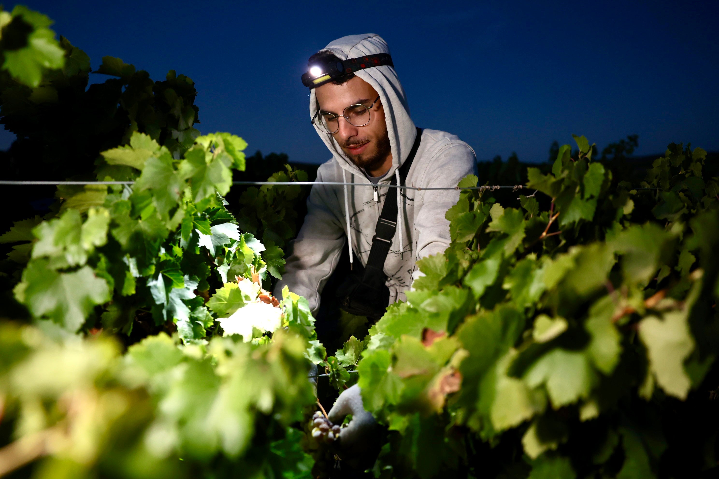 Fotos: El corazón del Marco de Jerez late otra vez con la vendimia