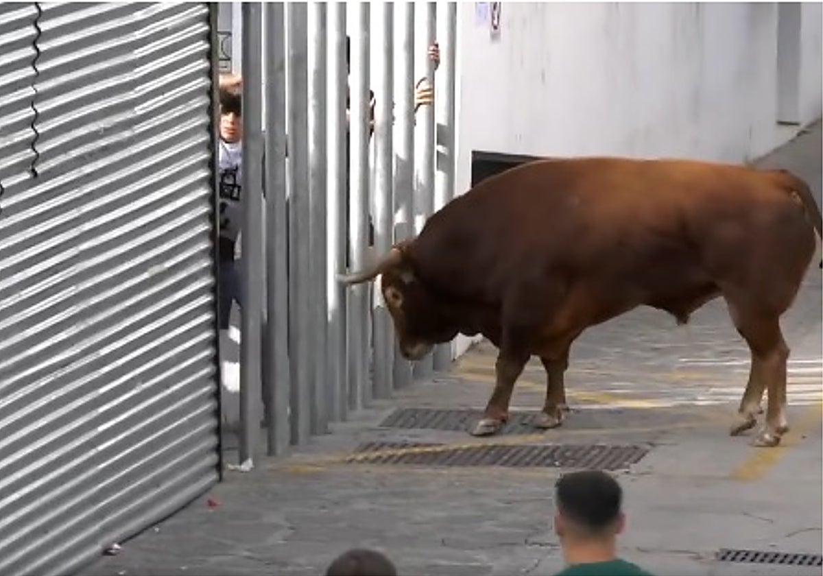 El hombre fue corneado en la calle San Ignacio de Ubrique