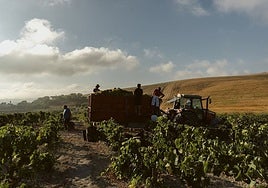 Caída del 45% respecto a la campaña del año pasado en la vendimia de Jerez: hay unos claros culpables