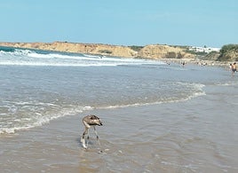 El verano se despide con un regalo: cría de flamenco hallada en las playas de Conil