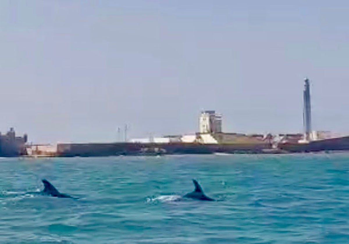 Un grupo de delfines sorprende nadando en la playa de La Caleta de Cádiz: «Un espectáculo único»