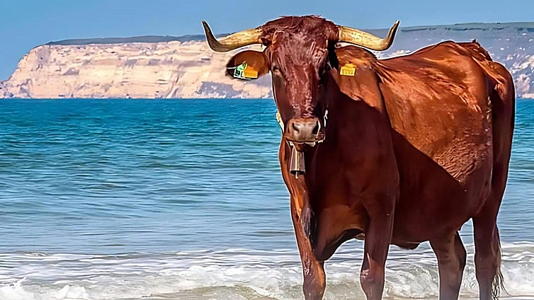 Un pueblo de la costa de Cádiz celebra esta semana su Ruta de la Ternera Ecológica: Se podrán probar todas estas tapas por 5 euros