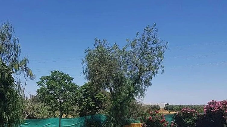 Chiclana intensifica la lucha contra el Virus del Nilo y pide a dueños de piscinas extremar la limpieza