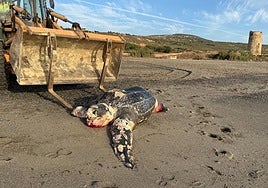 Hallan muerta una tortuga laúd de más de dos metros en la costa de La Línea