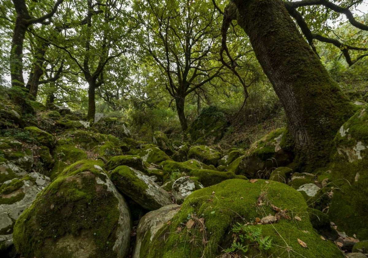 Imagen del bosque encantado