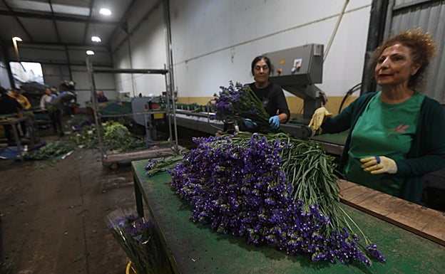 Rosi y una compañera supervisan las flores