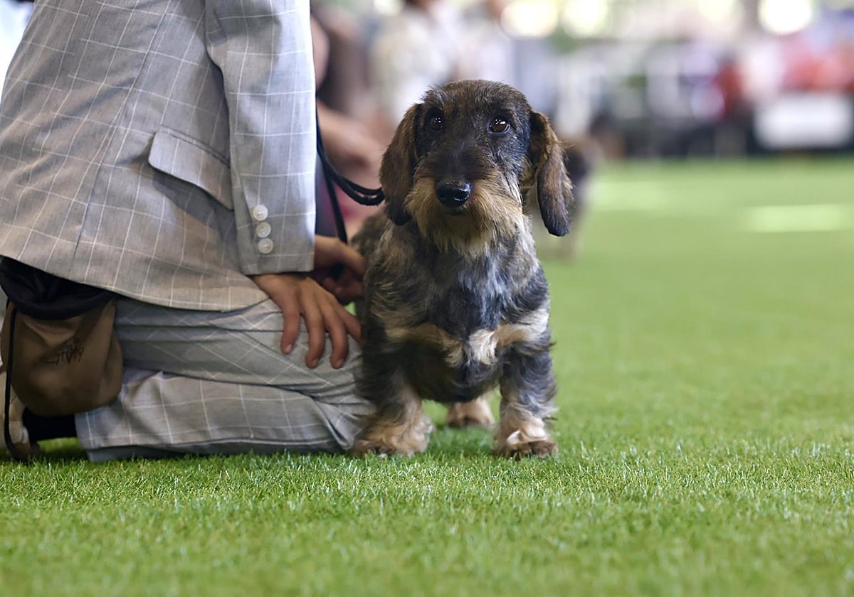 Un teckel de pelo duro en las exposiciones caninas Sherry y Latin Winner