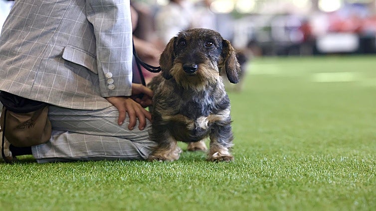 Ifeca acoge la inauguración de las exposiciones caninas Sherry y Latin Winner
