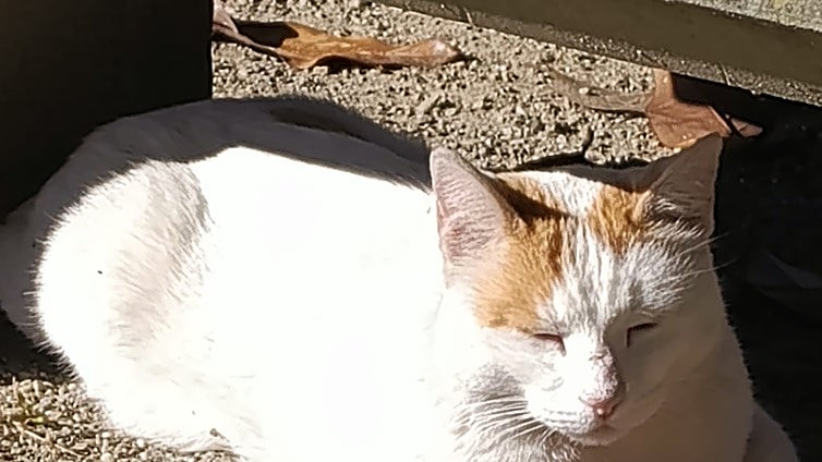 Amantes de los gatos pero con papeles: Chiclana crea un carnet oficial para quienes alimentan a las colonias felinas callejeras