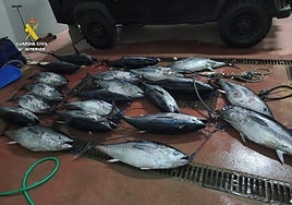 Pillados en Tarifa con una furgoneta cargada con más de 750 kilos de atún rojo capturado ilegalmente