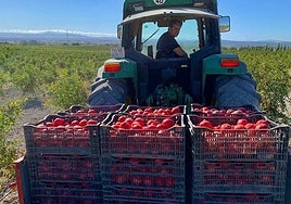 La fruta de la 'eterna juventud' se cultiva en Cádiz