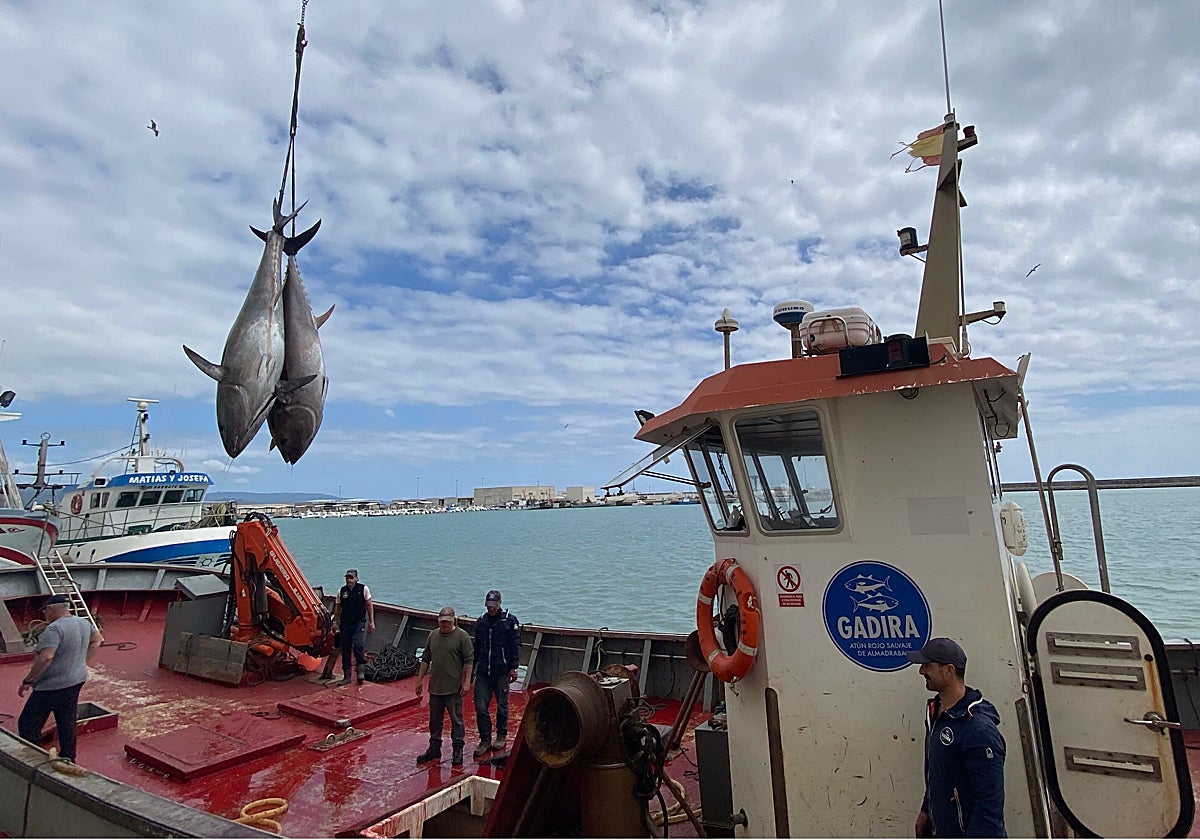 Llegada al puerto de Barbate de las capturas de atún rojo