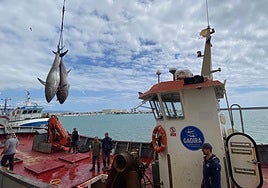 El alcalde de Barbate reclama «una cuota justa» de atún rojo que compense los perjuicios del alga invasora