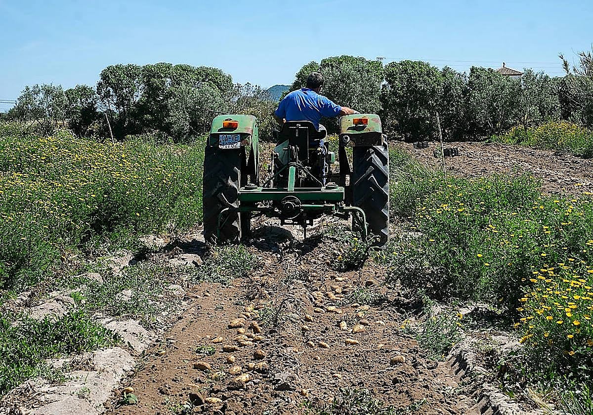 Un agricultor trabaja en sus cultivos