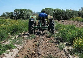 Alemania lidera la compra de fruta y hortaliza cultivada en Cádiz