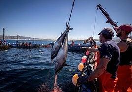 Satisfacción en las almadrabas gaditanas con la subida de la cuota de pesca de atún en un 17%