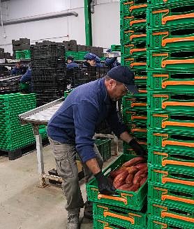 Imagen secundaria 2 - El remolque lleno de los boniatos que han sido recolectados llega al almacén, donde una vez identificados son sometidos a un proceso de lavado y secado, con sumo cuidado para no estropear su sensible piel. Posteriormente, se clasifican según tamaño y peso y, por último, se les quita las raíces antes de ser colocados en las cajas, que aguardan la llegada del camión para ser transportadas a su correspondiente punto de venta. 