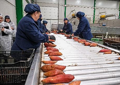 Imagen secundaria 1 - El remolque lleno de los boniatos que han sido recolectados llega al almacén, donde una vez identificados son sometidos a un proceso de lavado y secado, con sumo cuidado para no estropear su sensible piel. Posteriormente, se clasifican según tamaño y peso y, por último, se les quita las raíces antes de ser colocados en las cajas, que aguardan la llegada del camión para ser transportadas a su correspondiente punto de venta. 