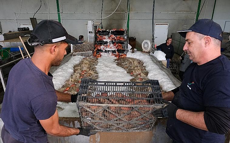 Imagen principal - El remolque lleno de los boniatos que han sido recolectados llega al almacén, donde una vez identificados son sometidos a un proceso de lavado y secado, con sumo cuidado para no estropear su sensible piel. Posteriormente, se clasifican según tamaño y peso y, por último, se les quita las raíces antes de ser colocados en las cajas, que aguardan la llegada del camión para ser transportadas a su correspondiente punto de venta. 