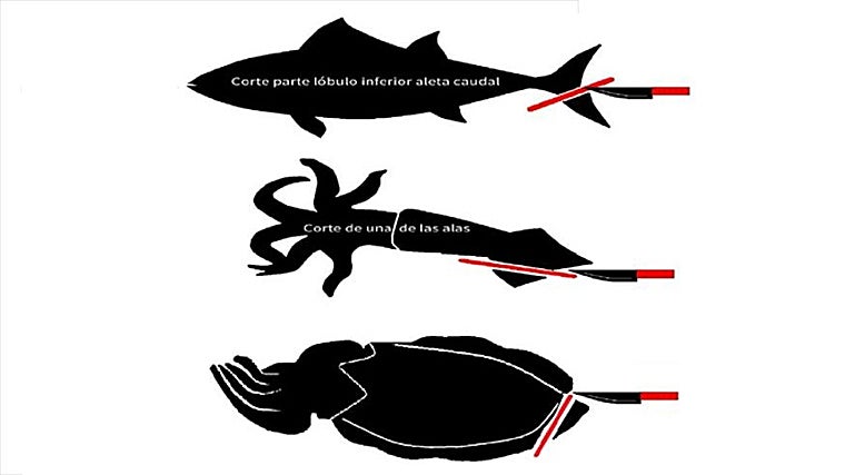 Marcado de las capturas según normativa