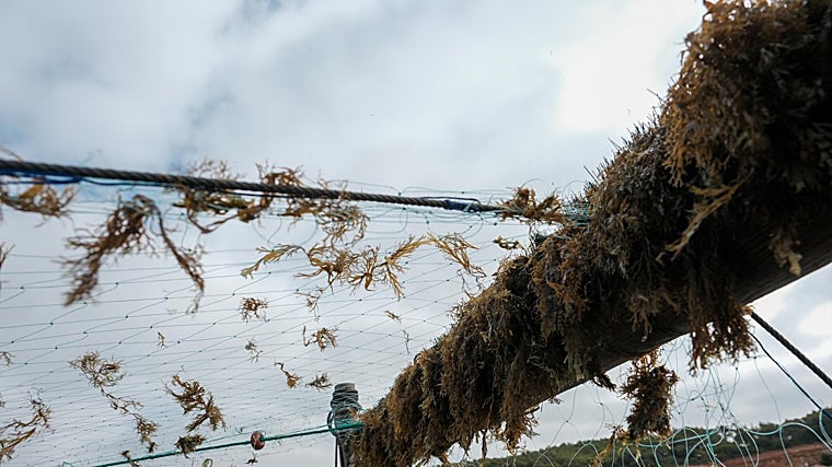 La pesca artesanal se ha visto gravemente afectada por esta especie invasora