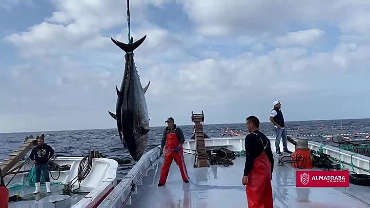 Así ha sido la primera levantá en la almadraba de Barbate en 2023