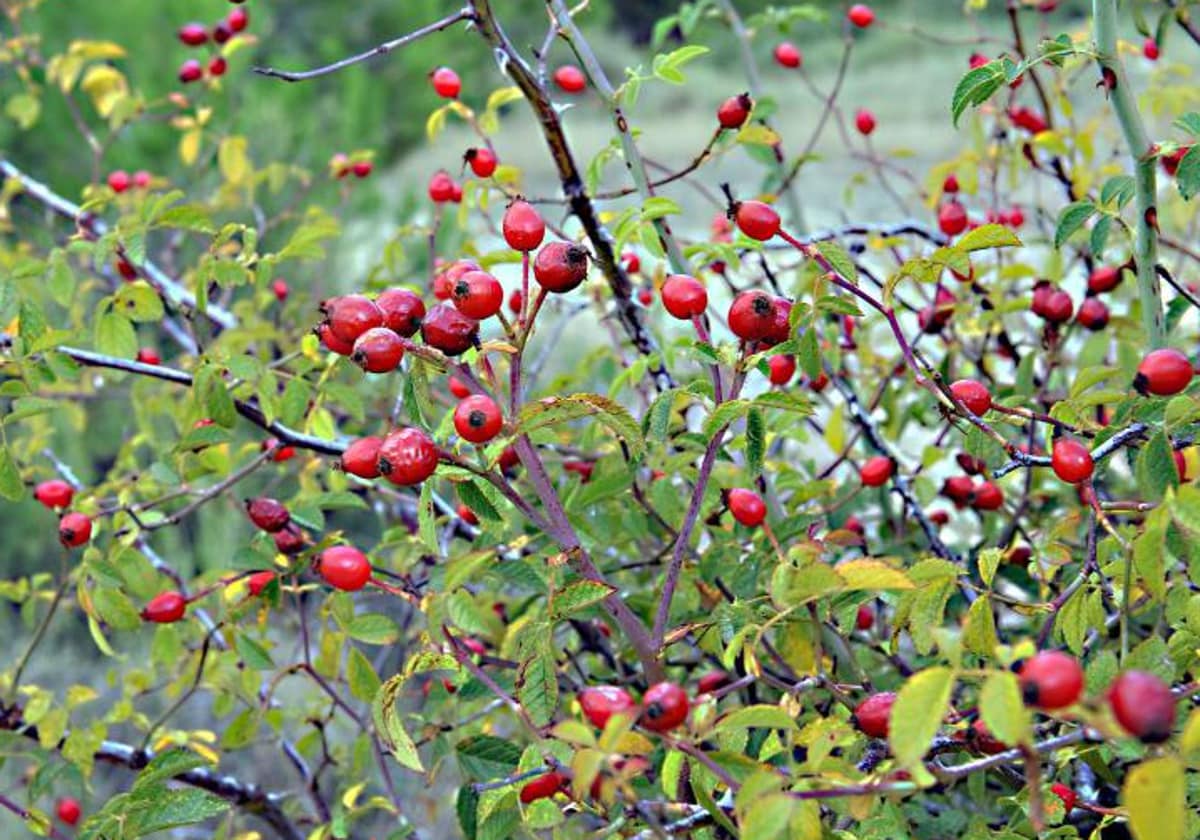 El escaramujo es un fruto pomáceo de los arbustos del género Rosa