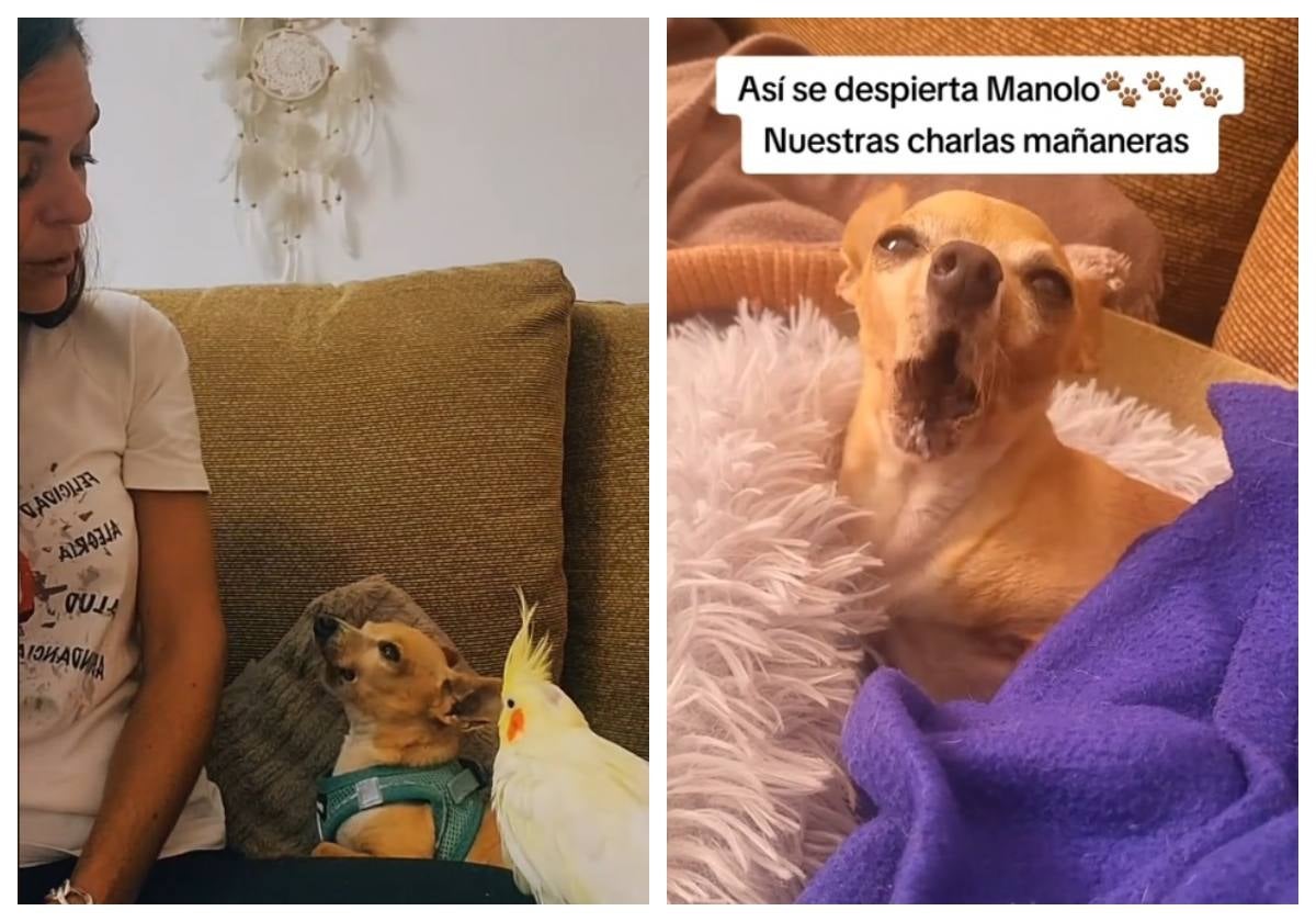 Manolo, el perro chihuahua que habla y se hace viral: «¿Quieres dormir más?»