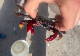 Un pescador captura este curioso ejemplar en la Bahía de Cádiz: «¿Quién sabe qué especie es?»