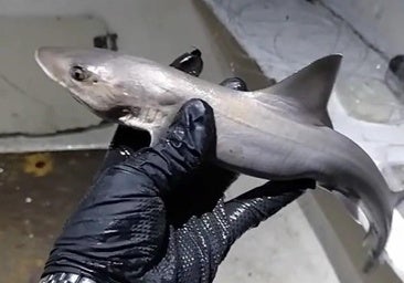 Un pescador captura a esta especie de tiburón que vive en la Bahía de Cádiz: «¡Es superbonito!»
