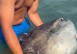 El increíble pez que encontró un bañista en una playa de Cádiz: «Es tan complicado de ver...»