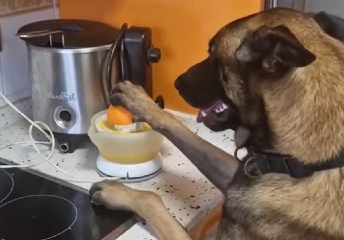 El perro gaditano que se ha vuelto viral por saber hacer zumos y coger helados