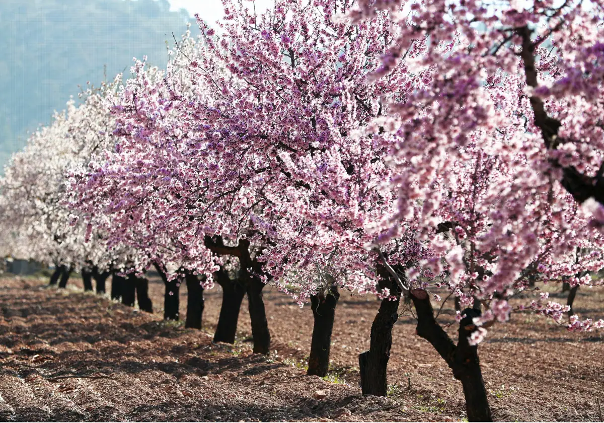 La ruta del cerezo en flor y otros frutales por Extremadura y